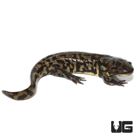 Eastern Tiger Salamanders Ambystoma Tigrinum For Sale Underground
