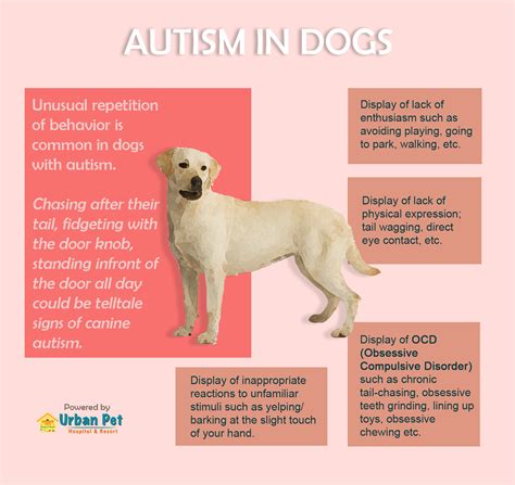 Pet News And Articles Urban Pet Hospital Blog How To Spot Autism In Dogs