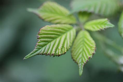 Shades Of Green The Hidden Carbon Cost Of Tree Planting