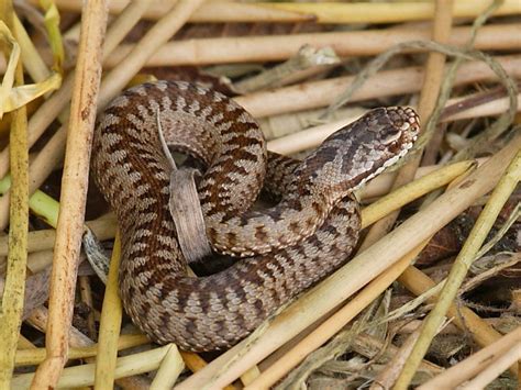 British Snakes Adders Wildlife Insight