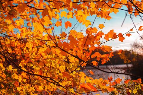 Pennsylvania Fall Foliage 2020 When To See Falls Best Colors