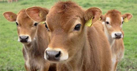 Study Scientists Genetically Modify Cows To Produce Milk Without