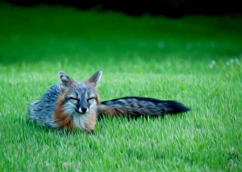 A Silver Gray Fox Pet Fox Cute Animals Animals