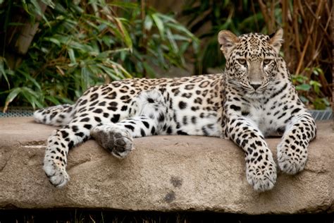 4k Leopards Big Cats Hd Wallpaper Rare Gallery