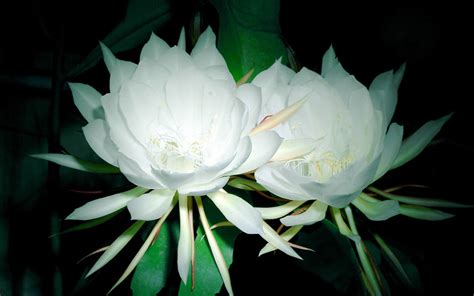Hình ảnh Hoa Quỳnh đẹp Loài Hoa độc đáo Chỉ Nở Về đêm Rec Miền Nam