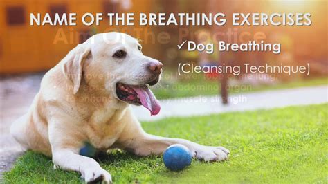 Breathing Exercises Dog Breathing Youtube