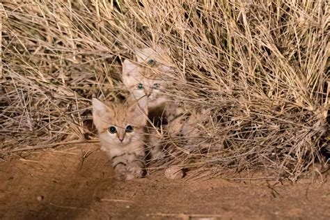 These Adorable Sand Cats Could Be Under Threat Cnn