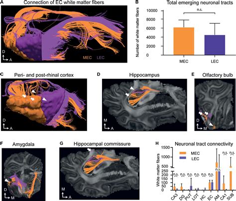 Frontiers Development Of The Entorhinal Cortex Occurs Via Parallel