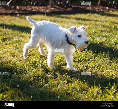 A White Schnauzer Schnoodle Dog Stock Photo Alamy