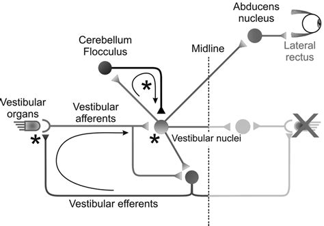 Direct And Indirect Vor Pathways Vestibular Nuclei Receive Direct