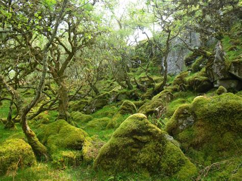 Trust Helps Put Celtic Rainforest On The Map