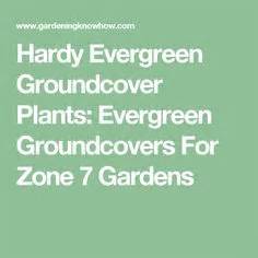 Plant in partial sun in the coldest parts of zone 7 and partial shade in warmer locations and keep moist, particularly when temperatures drop. 11 Best Evergreen Groundcover images | Evergreen ...
