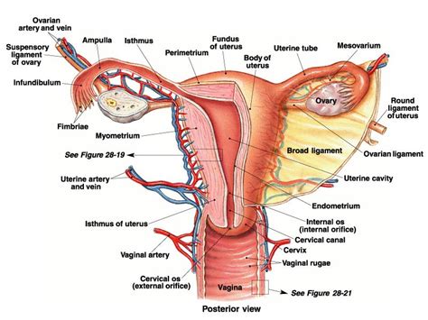 Anatomy Uterus Ovary Vagina Fallopian Tubes Ovarian GrepMed