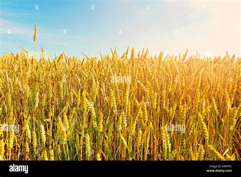 Golden Wheat Field With Blue Sky In Background Stock Photo Alamy