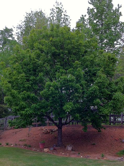 chinkapin oak tree for sale barbarous binnacle image bank