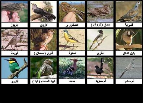 انواع الطيور واسمائها ومعلومات عنها لمعلوماتك اعرف انواع الطيور واسمائها ازاي