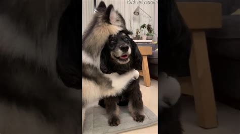 Adorable Doggo Hugs Best Friend Viralhog Youtube