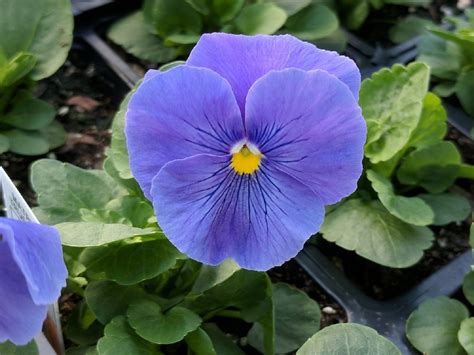 Pansy Seeds 50 Seeds Pansy Delta True Blue Etsy