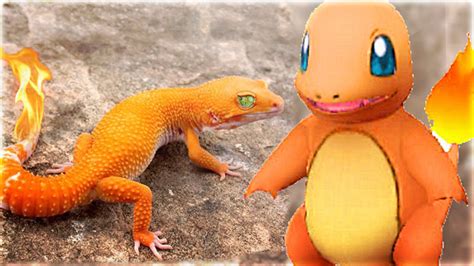 Animals That Look Like Real Life Pokemon