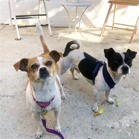 We rescue dogs, cats and other types of animals suffering on the streets or neglected in the wild. MaeDay Rescue | Los Angeles Dog Rescue