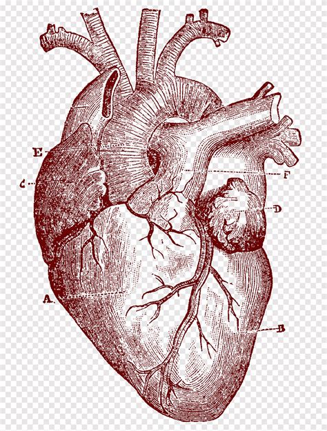 Descarga Gratis Ilustración Del Corazón Anatomía Humana Del Corazón