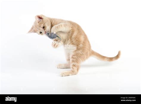 Cat Cream Tabby Kitten Plying With A Toy Mouse Stock Photo Alamy