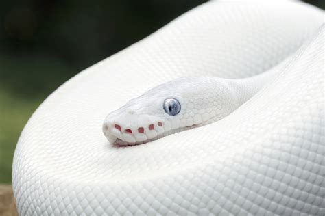 Blue Eyed Leucistic Ball Python Care Genetics Price And Rarity More Reptiles