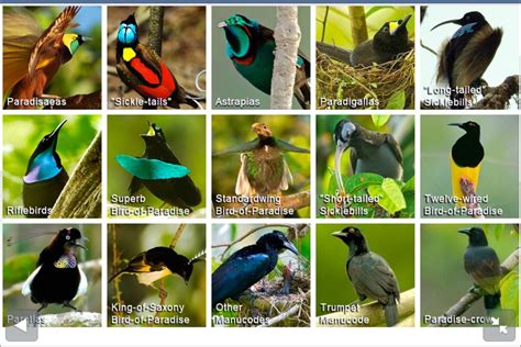 Birds of Paradise species