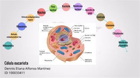 Anatomia Y Estructura De La Celula Tamano Composicion Y Funciones Images