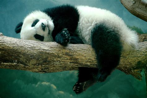 Cute White Panda Hd Wallpaper