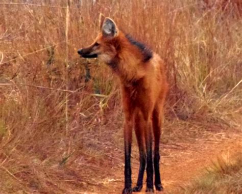 The Maned Wolf Wallpapers High Quality Download Free