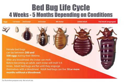 We did not find results for: Bed Bug Inspection & Control Company, Winchester and Front Royal, Virginia - Best Exterminating