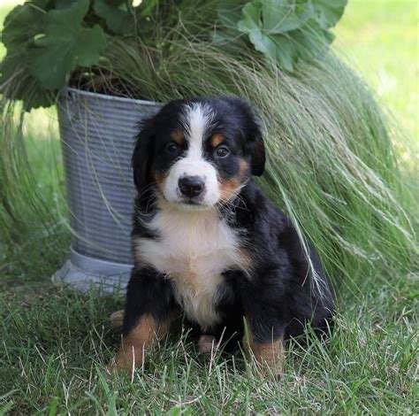 Akc Registered Bernese Mountain Dog For Sale Millersburg Oh Female M