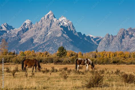 Grazing Horses In Grand Teton National Park Stock Photo Adobe Stock