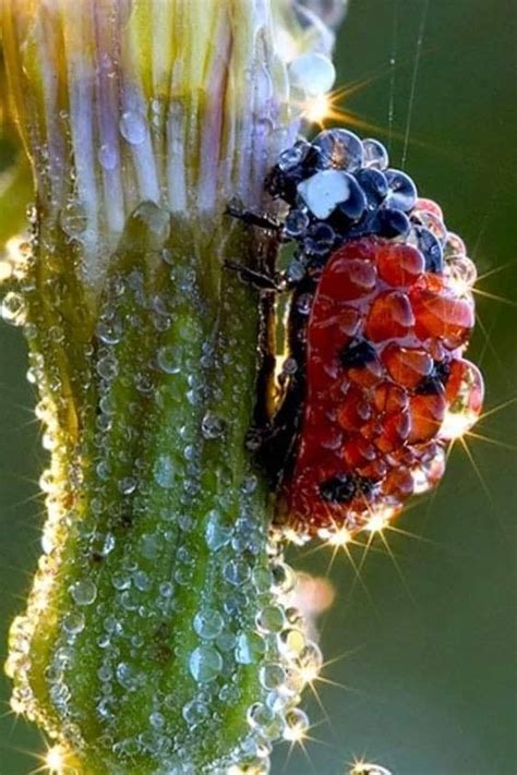 Ladybug Covered In Dew Looks Like A Jewel Animals And Pets Baby
