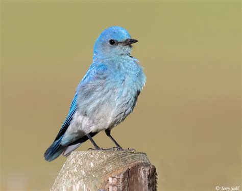 Mountain Bluebird South Dakota Birds And Birding