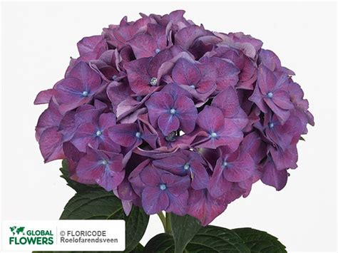 photo hydrangea macrophylla rodeo paars global flowers