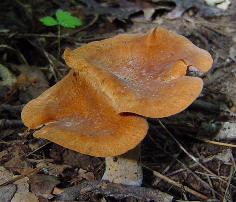 Polyporus Radicatus At Indiana Mushrooms