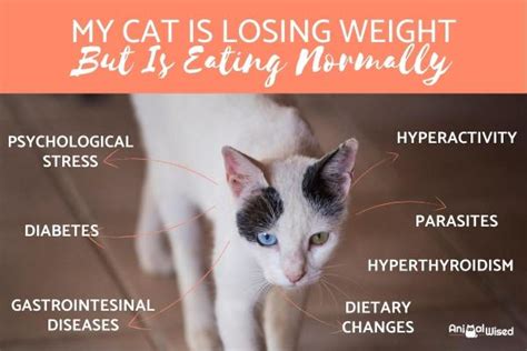 My Cat Is Getting Skinny But Is Still Eating Why Your Cat Is Losing