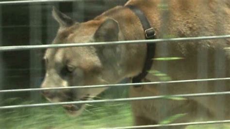 275 Lb Pet Cougar Escapes Kills Dog Cnn Video