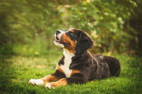 Enno Bernese Mountain Dog Puppy — Elizabeth Knight Photography