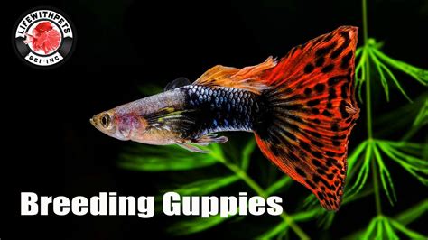 Are Guppies Easy To Breed The 15 Latest Answer