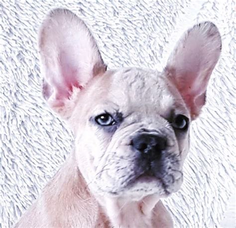 **update** we have relocated to palm bay, fl (about 1 hr south of orlando, fl) willing to meet in orlando if needed. PALM BEACH FRENCHIES - Palm Beach Frenchies