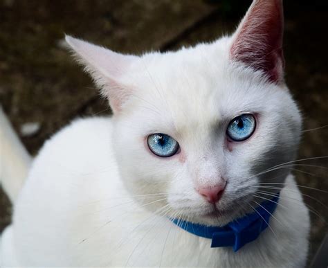 White Cats 3 A Gallery On Flickr