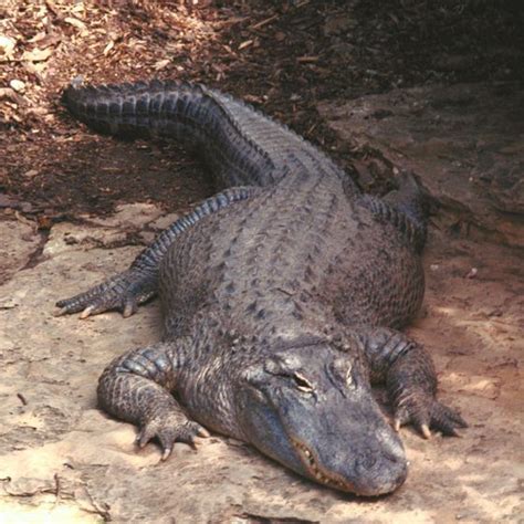 Guided Alligator Hunting In Louisiana Крокодилы Животные