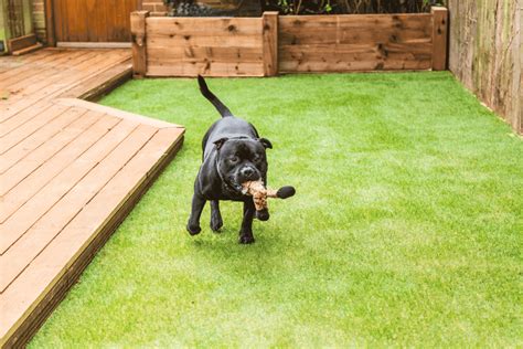 Artificial grass gives the look of a real lawn without the all the maintenance. Best Artificial Grass For Dogs (December 2020) - Buyer's ...