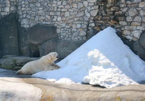 Russia Moscow Zoo The Polar Bear Stock Image Image Of Predator