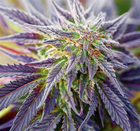 Blackberry Kush Feminised Cannabis Seeds 100 Bulk Seeds