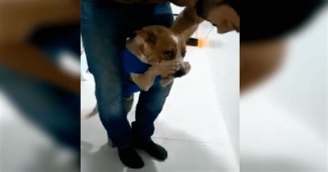 Facebook Viral Perro Odia Tomar Sus Medicinas Y Hace Graciosos Gestos Cuando Su Dueño Insiste