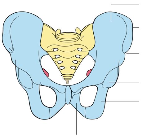 Pelvic Girdle Lower Limb Diagram Quizlet
